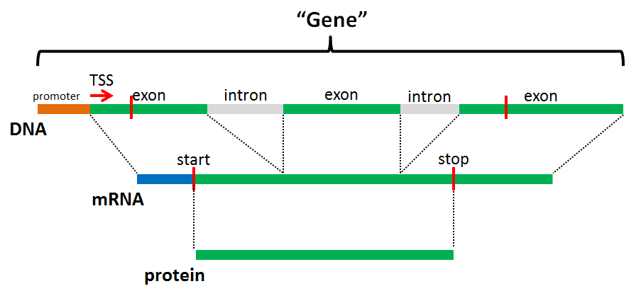 Model eukaryotic gene