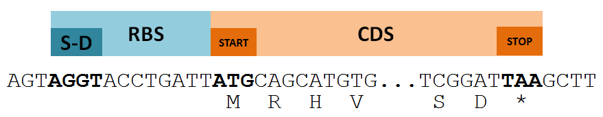 model gene DNA level